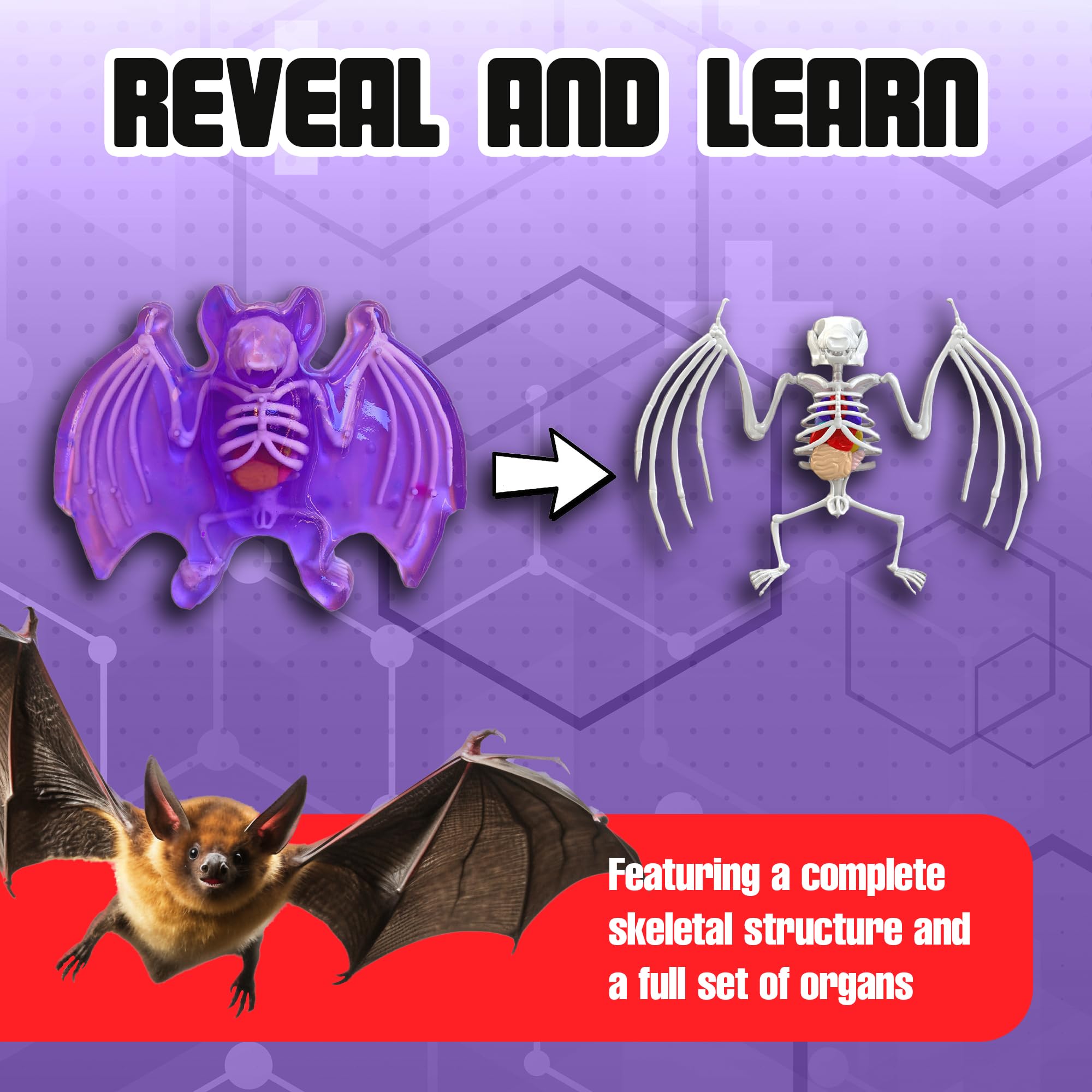 Dissect-It instruction manual guides accurate bat anatomy discovery