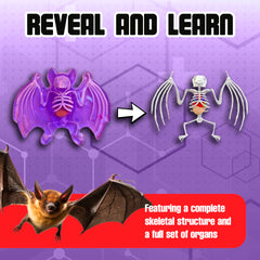 Dissect-It instruction manual guides accurate bat anatomy discovery