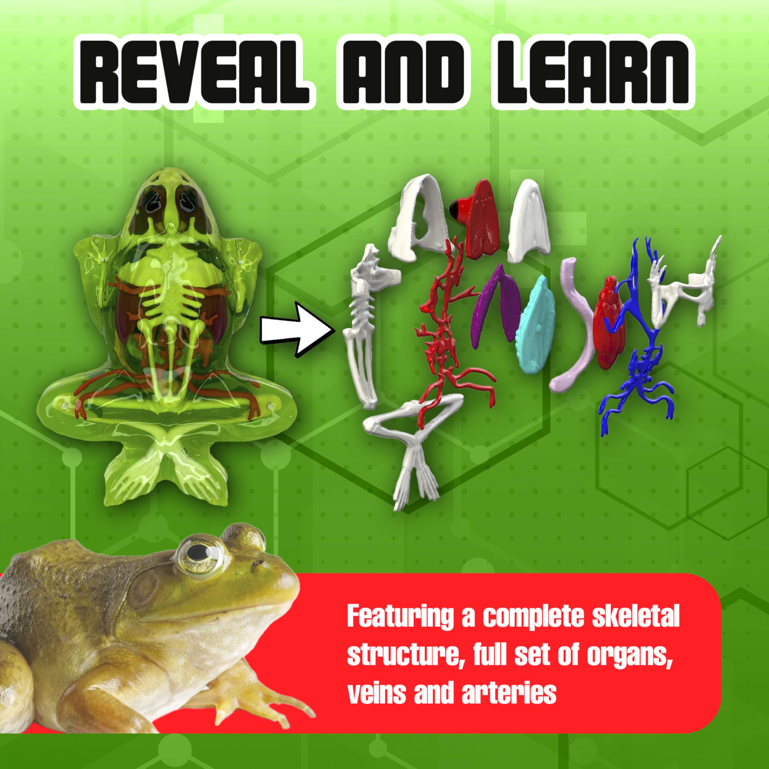 Refill gel packs from Dissect It Kit support extended hands-on science exploration