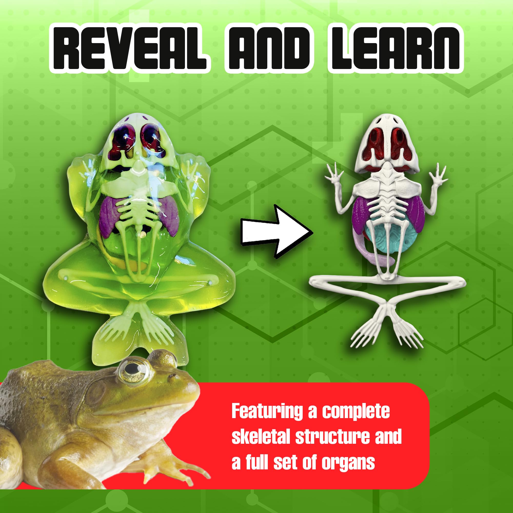 Dissect It gel-packs offer realistic internal views without live specimens.
