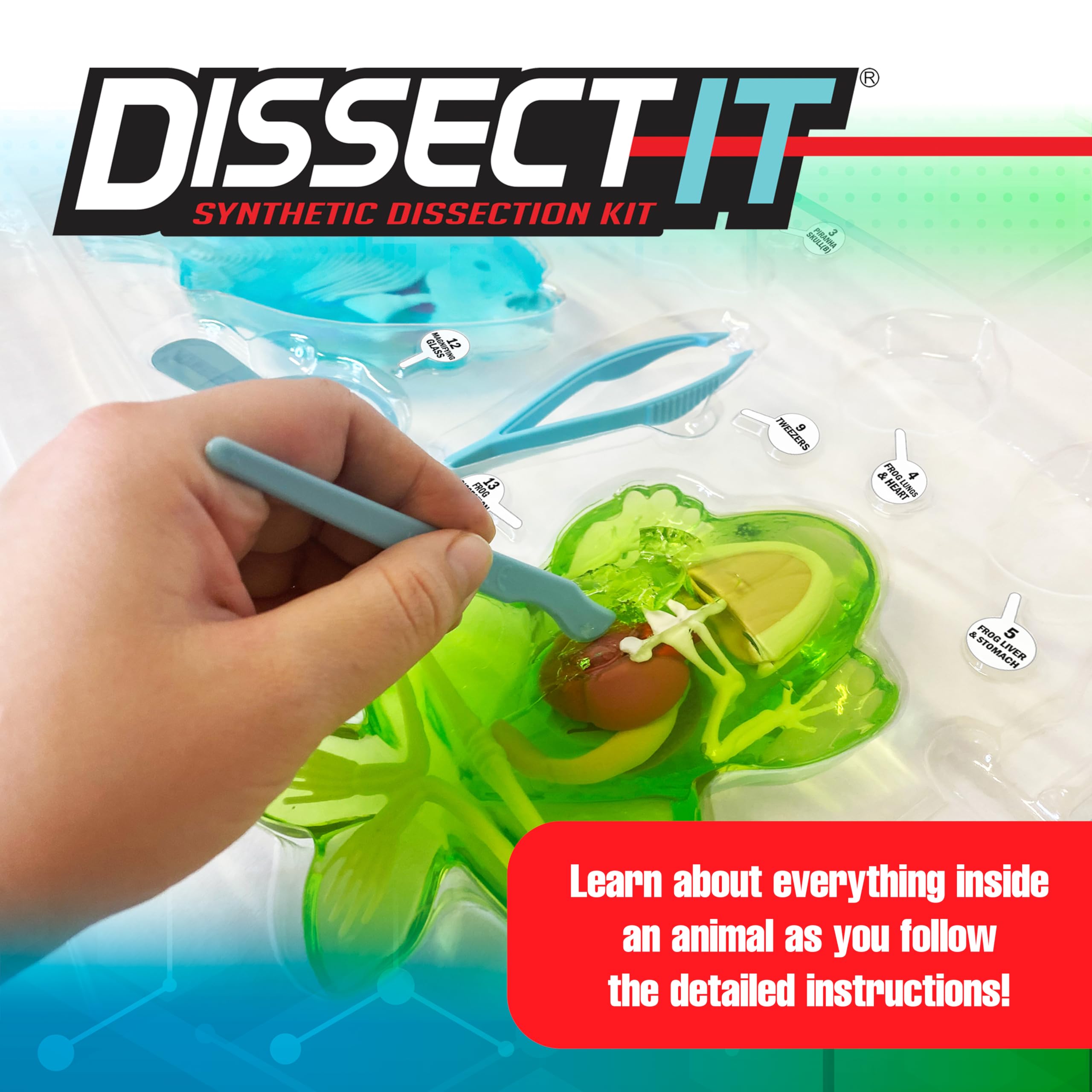 Dissect It Mega Lab Piranha model revealing internal organs for interactive study