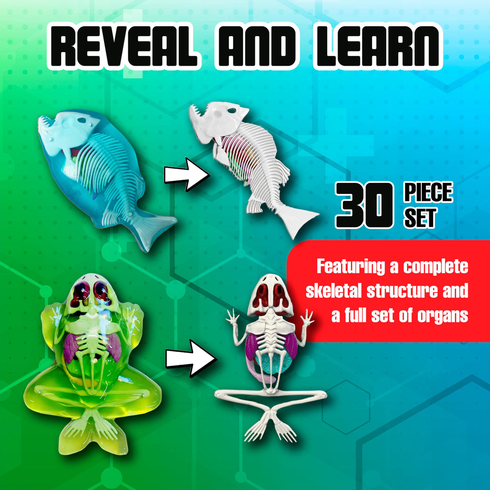 Dissect It Mega Lab plastic dissection tools for safe handling