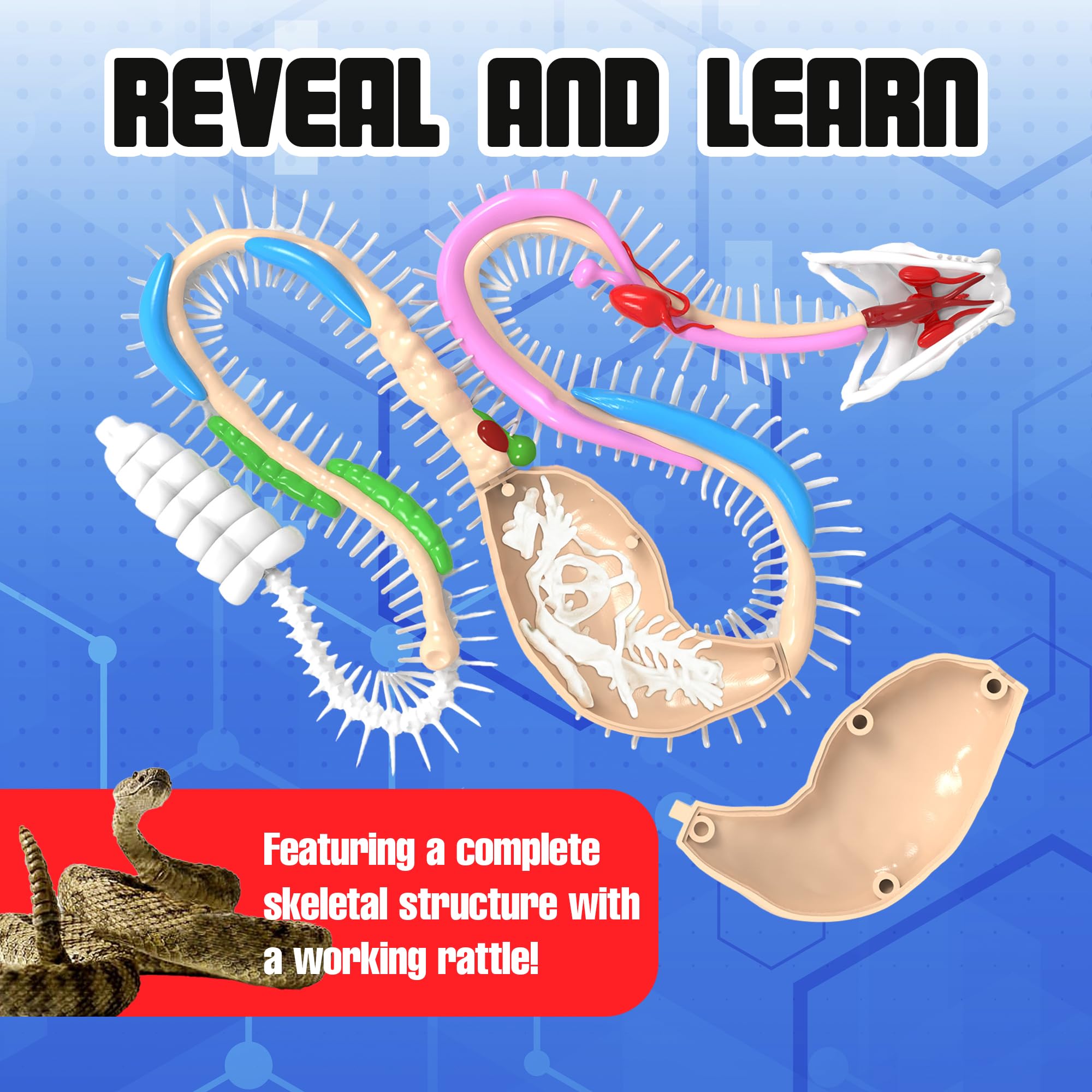 Dissect It color instruction manual guides step-by-step dissection.