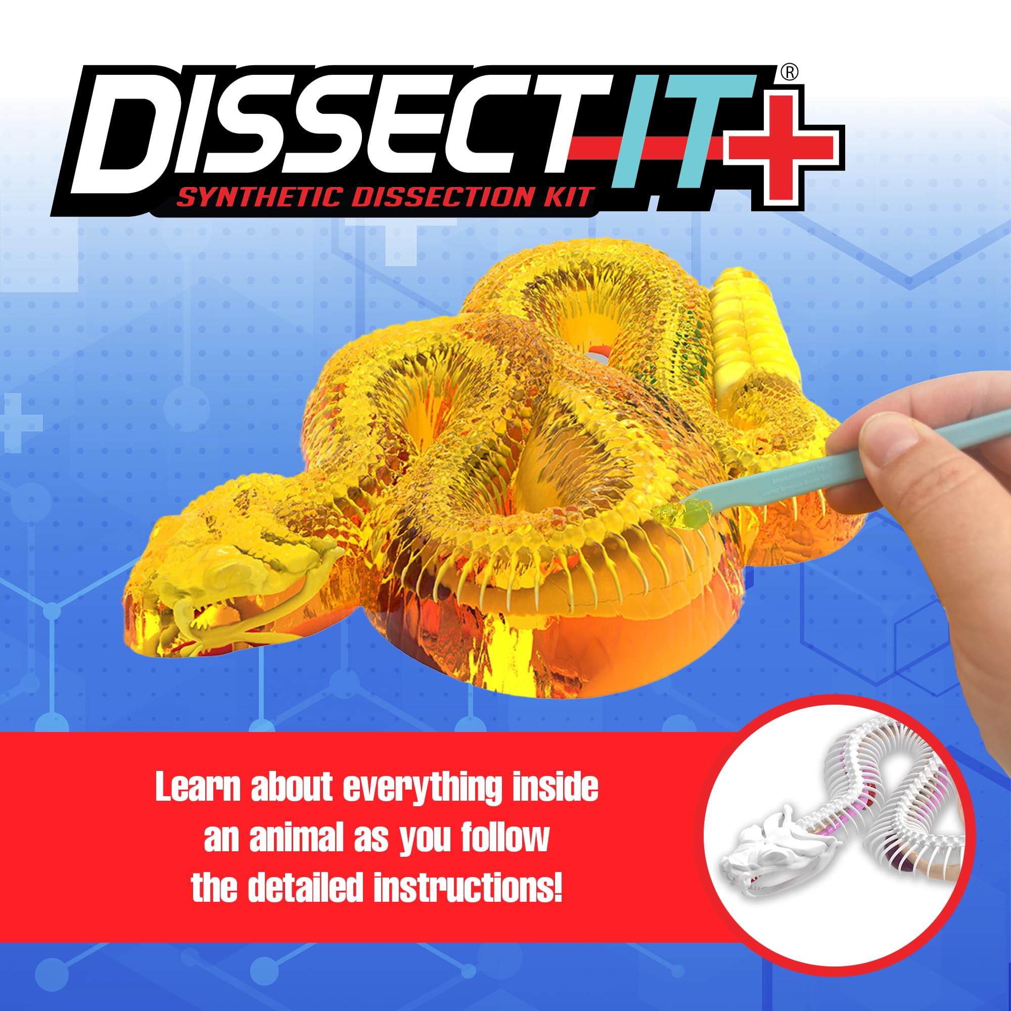 Dissect It rattlesnake model showing 35 bones and organs for study.