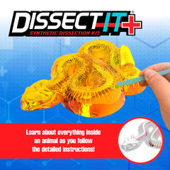 Dissect It rattlesnake model showing 35 bones and organs for study.