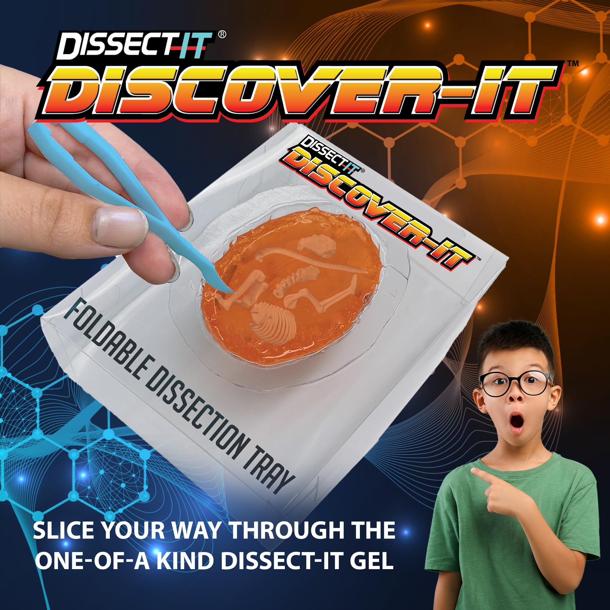 Dissect It synthetic gel specimen inside showing hidden bones for hands-on learning