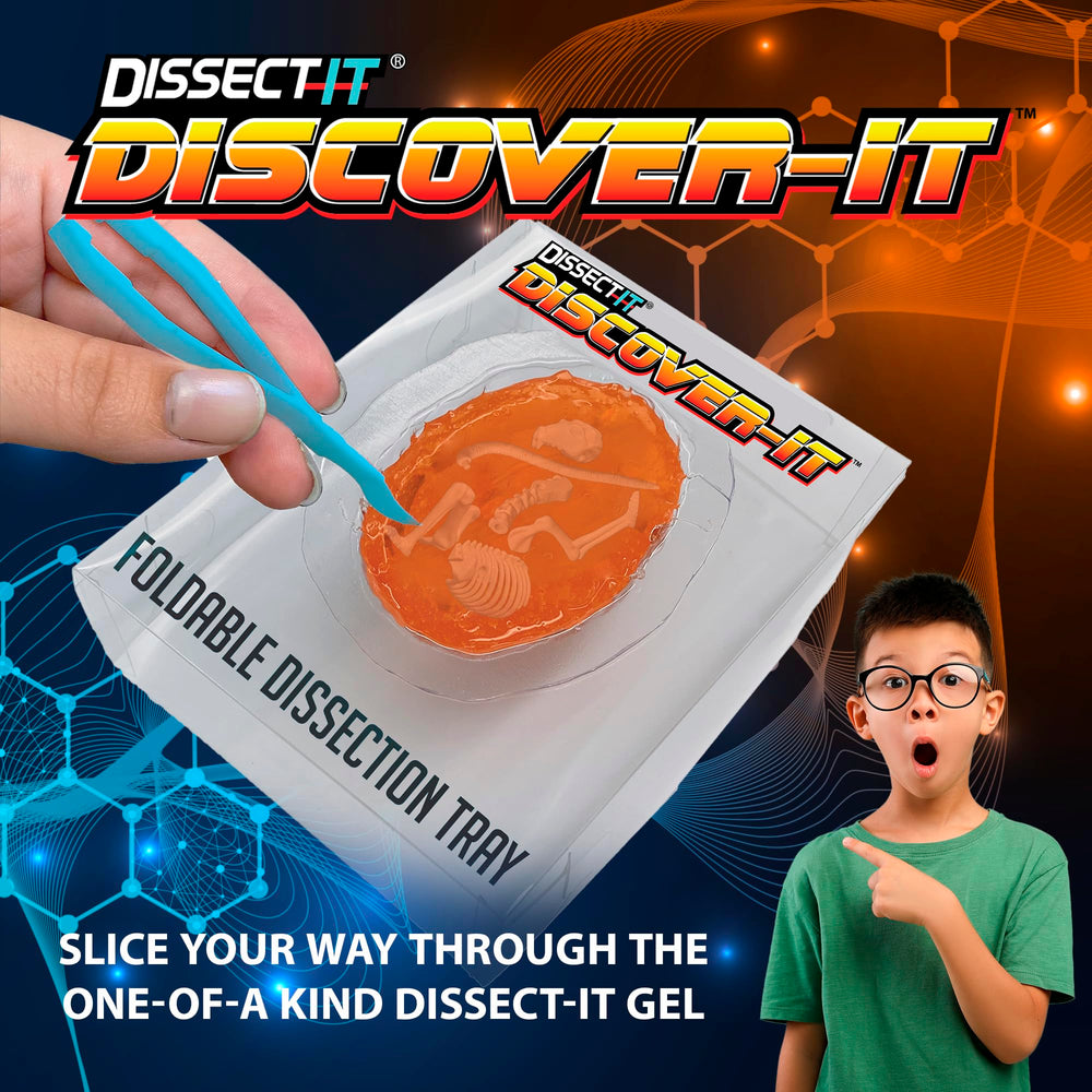 Dissect It synthetic gel specimen inside showing hidden bones for hands-on learning