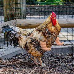 Enrichoice versatile usage scenarios suit parrots, ducks, geese and more.
