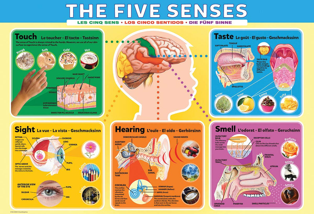 EuroGraphics Five Senses puzzle box and pieces, sturdy materials for repeated play.