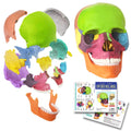 EVOTECH Mini Skull model front view for quick study of 15 disarticulated parts.