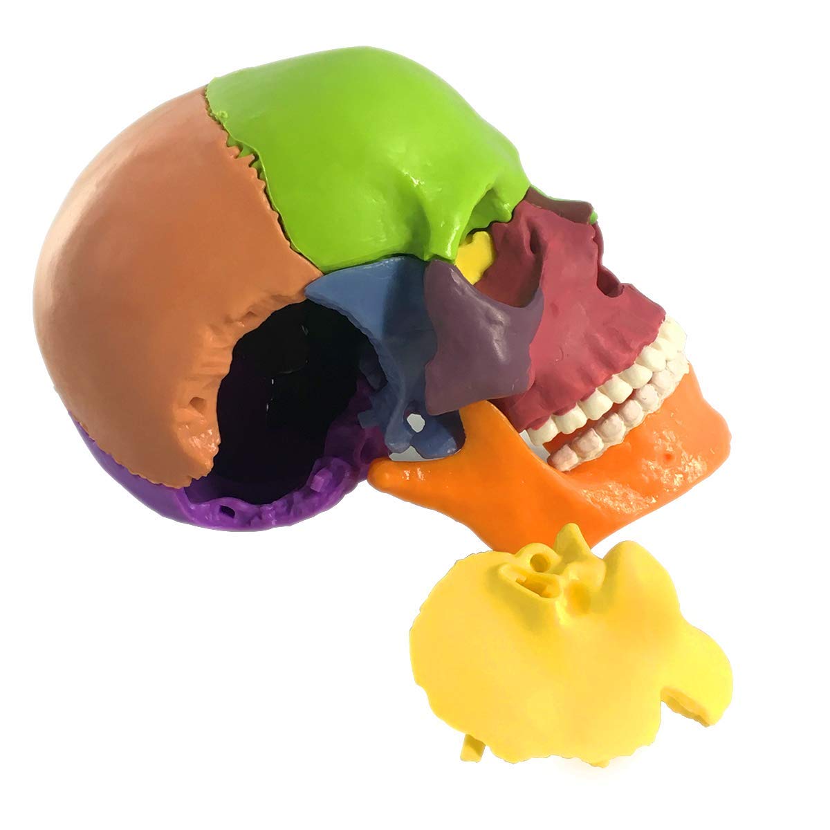 EVOTECH Mini Skull palm-size design supports portable classroom demonstrations.