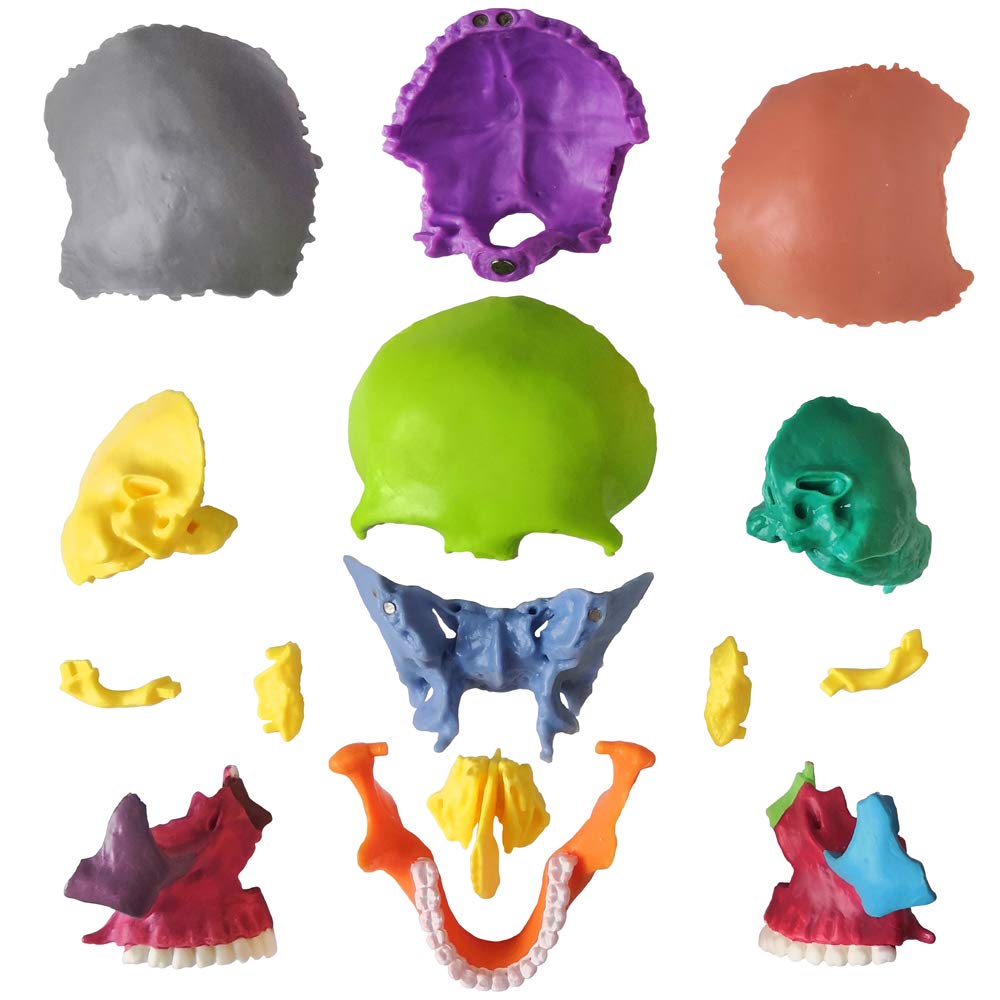 EVOTECH Mini Skull model side view showing detailed cranial structure for anatomy learning.