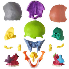 EVOTECH Mini Skull model side view showing detailed cranial structure for anatomy learning.