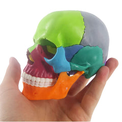 EVOTECH Mini Skull sutures detail highlights cranial joints for student exploration.