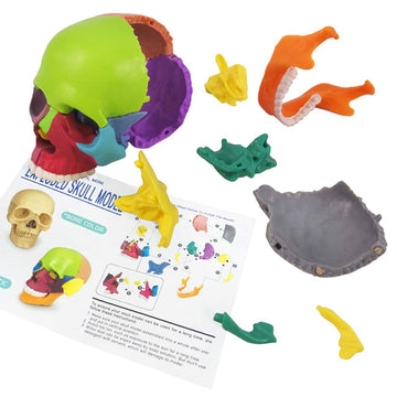EVOTECH Mini Skull teeth detail emphasizes dentition for realism in lessons.