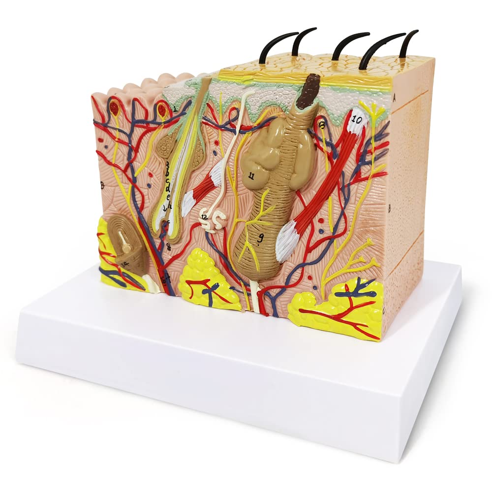 EVOTECH 35x model highlights subcutaneous tissue for realistic demonstrations.