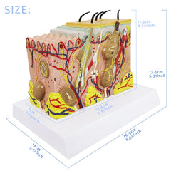 EVOTECH skin anatomy model illustrates hair and glands for anatomy study.