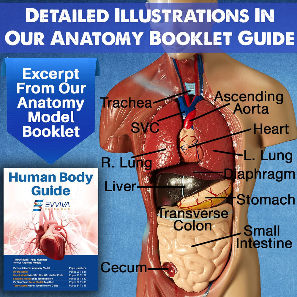 Evviva Sciences detailed guide booklet 52 pages with illustrations