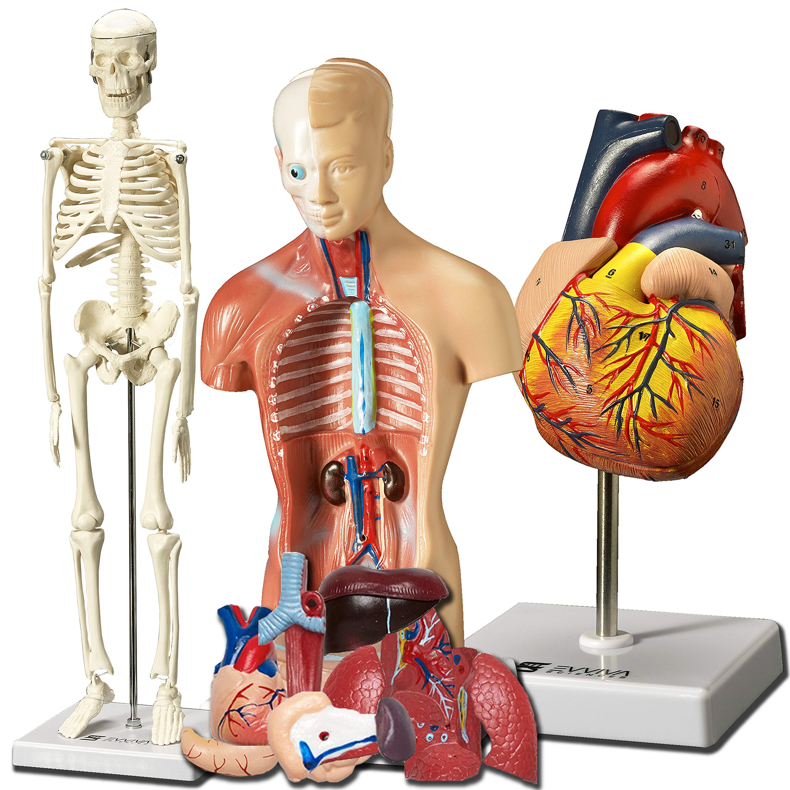 Evviva Sciences heart model 8in for hands-on anatomy study