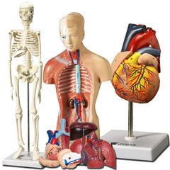 Evviva Sciences heart model 8in for hands-on anatomy study