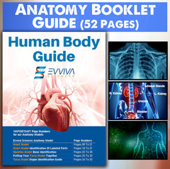 Evviva Sciences stand for anatomy models keeping display upright