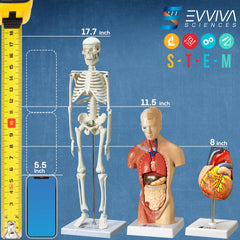 Evviva Sciences torso model 11-5in for comprehensive anatomy exploration
