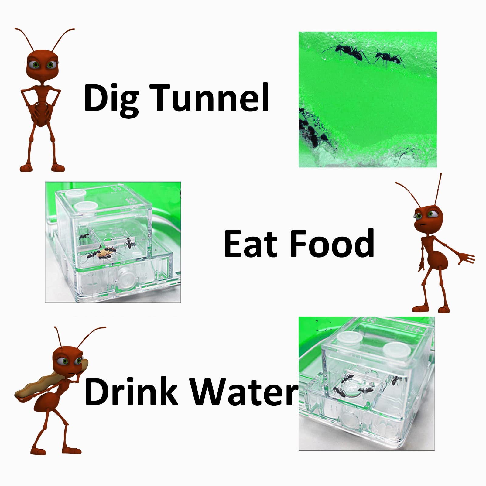EXBEPE ant farm feeding area detail aiding careful observation of ant behavior.