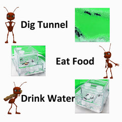 EXBEPE ant farm feeding area detail aiding careful observation of ant behavior.