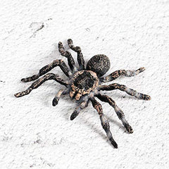 FLORMOON Giant Whiteknee spider play set ready for imaginative adventures.