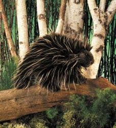 Folkmanis porcupine hand puppet demonstrates head and front legs animation for storytelling