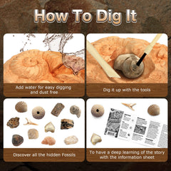 Gamerside Fossil Dig Kit designed for ages 6+ and group or solo play.