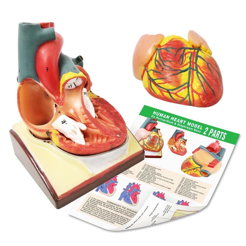Generies 34 numbered anatomical features support structured learning.