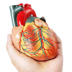 Generies classroom-ready heart model for engaging teaching demonstrations.