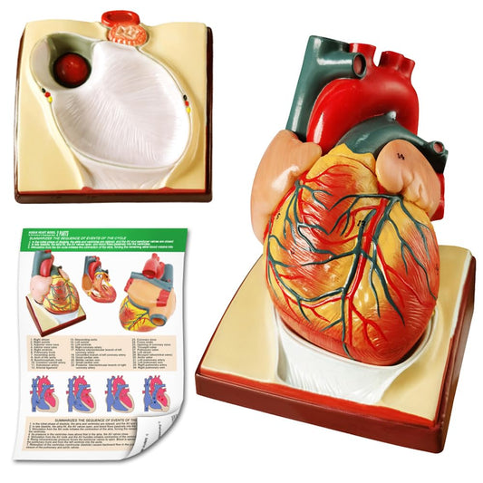Generies heart model with pericardium base for patient education.