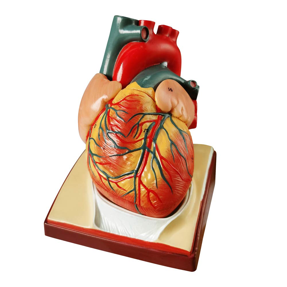 Generies life-size heart model on diaphragm base for classroom teaching.