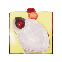 Generies vivid PVC heart model provides durable, non-toxic material.