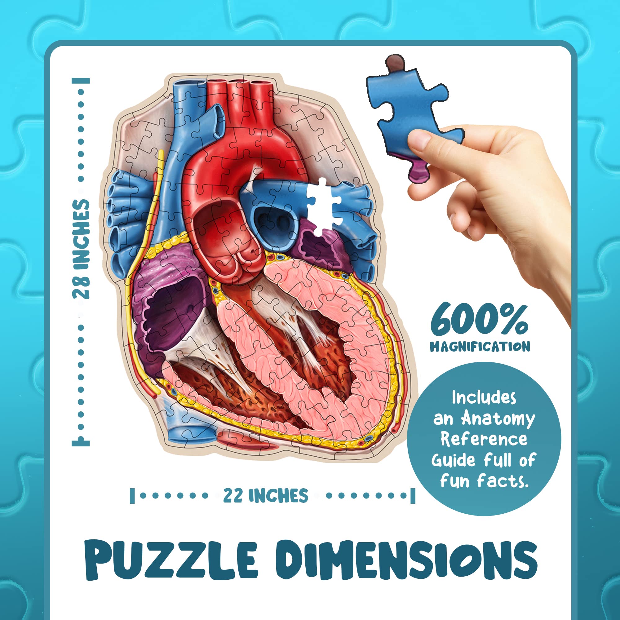 Genius Games 600-percent magnification reveals heart details during close inspection.