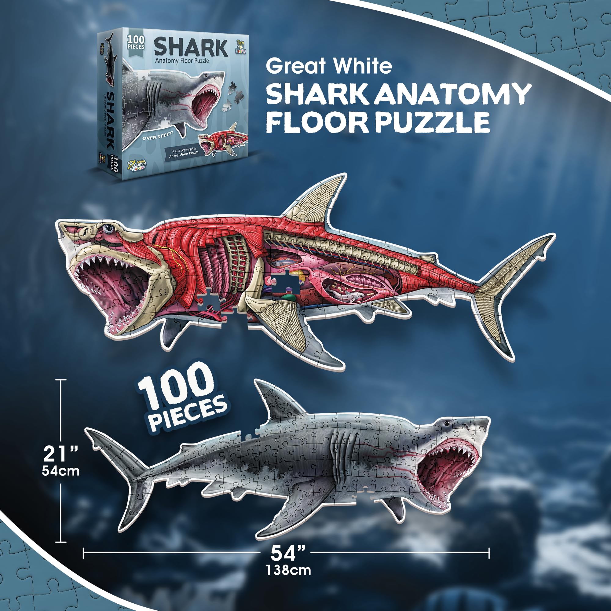 Genius Games anatomy guide poster provides in-depth facts for curious minds.
