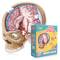Genius Games brain floor puzzle main image showing a hands-on brain model for learning