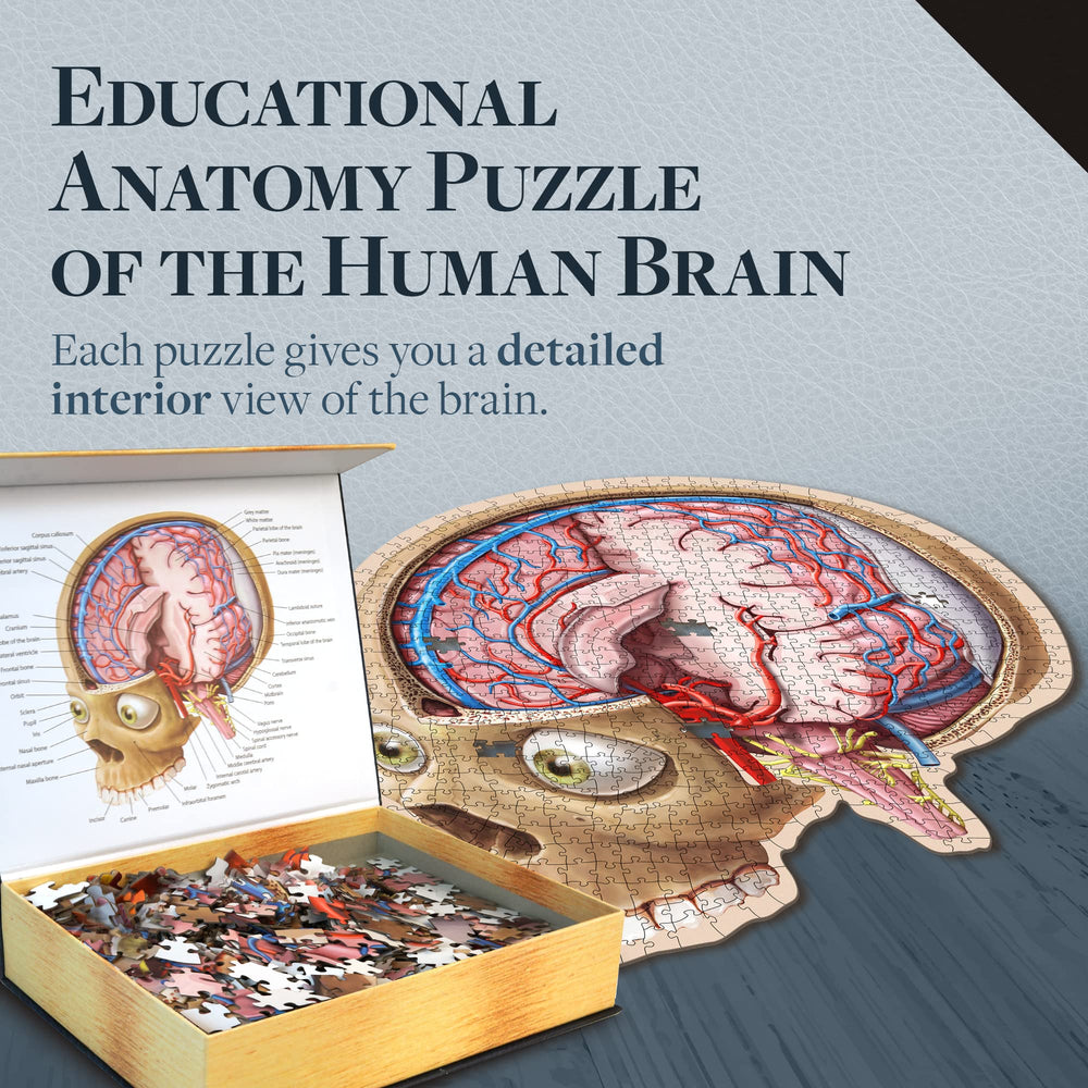 Genius Games brain ventricles puzzle details aid visual memory of brain layout.
