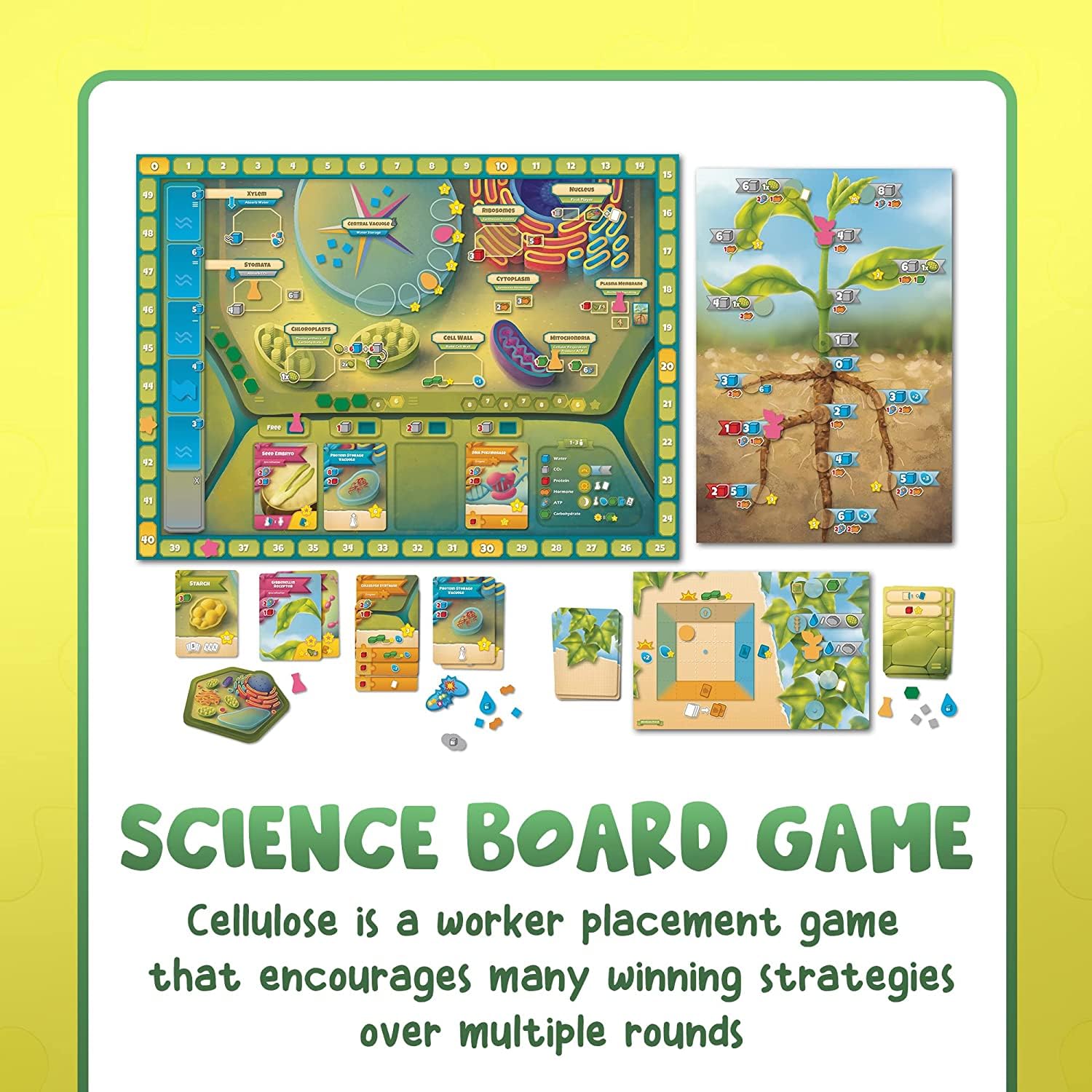 Genius Games Cellulose daytime action spaces guiding organelle activation for dynamic play.