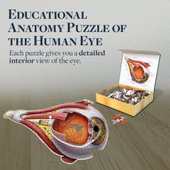 Genius Games cornea, lens, and iris parts clearly labeled for practice