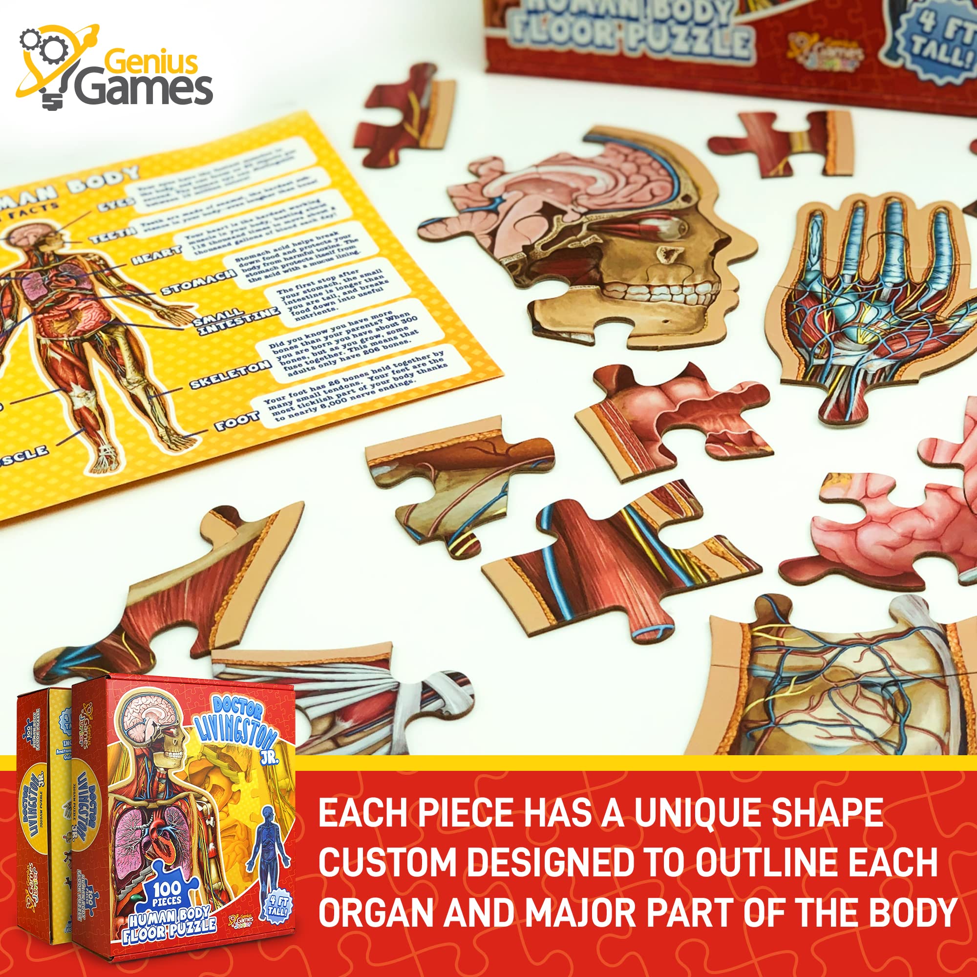 Genius Games cross-section design helps kids visualize anatomy during build.