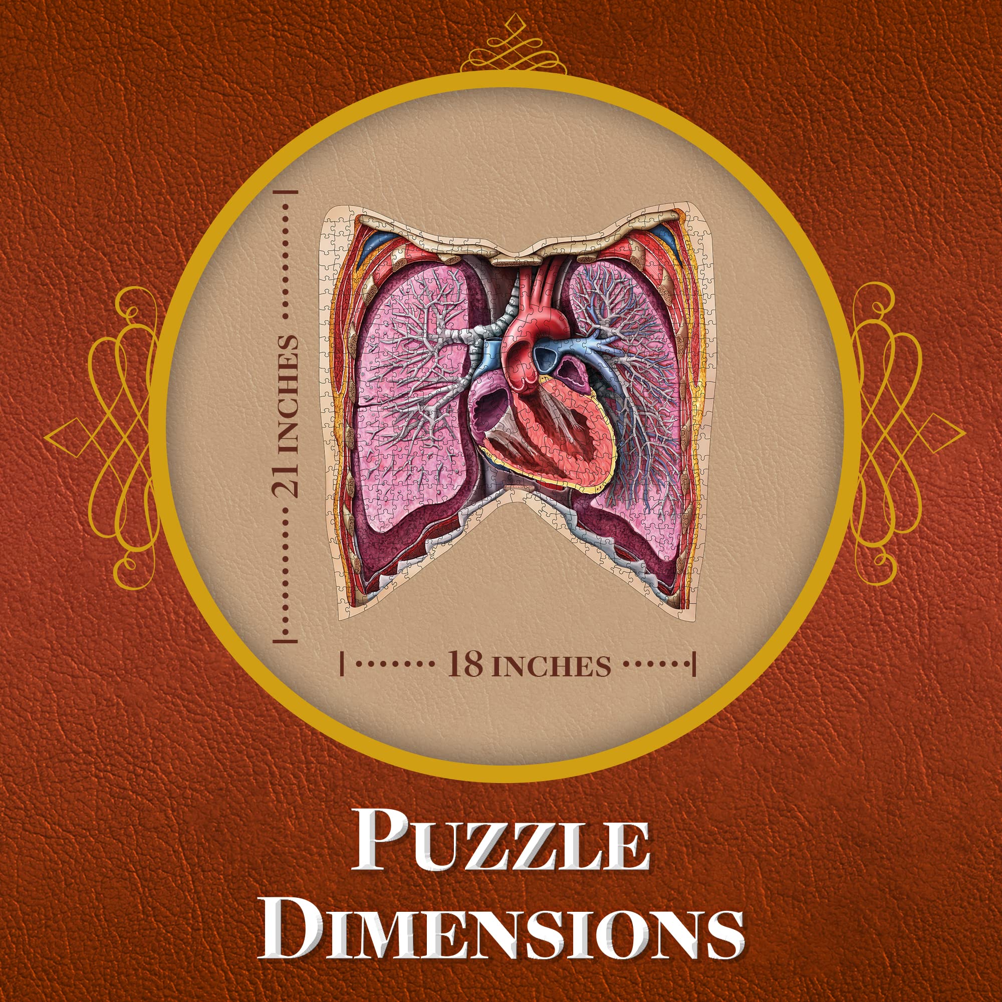 Genius Games cross-section-panels-artwork shows detailed anatomy slices for study.