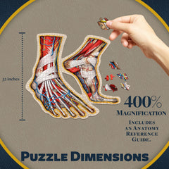 Genius Games Dr Livingston's foot muscles and vessels detail aids hands-on learning.