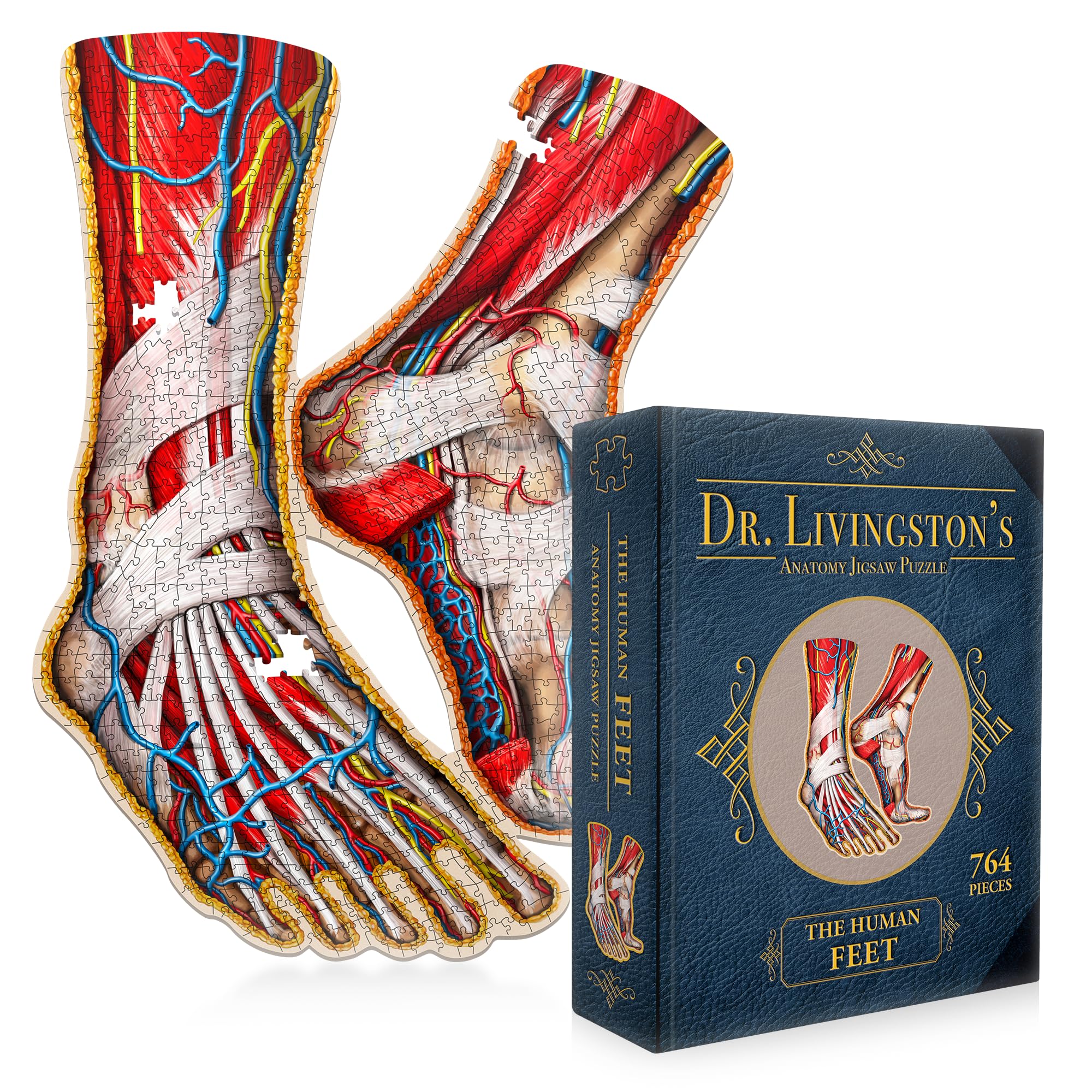 Genius Games Dr Livingston's feet cross-section puzzle reveals internal anatomy for study.