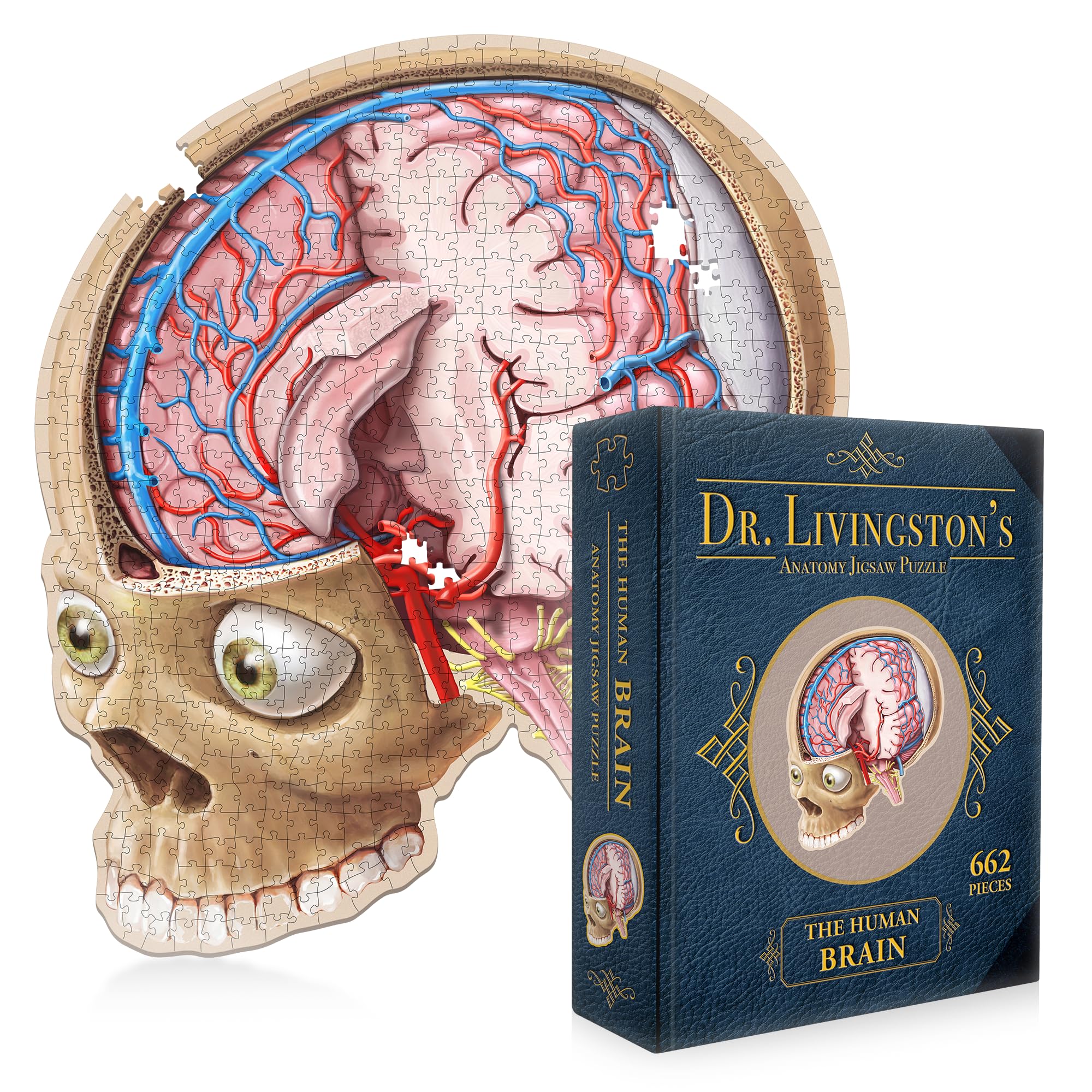 Genius Games Dr. Livingston's brain puzzle cutaway view enhances hands-on learning.