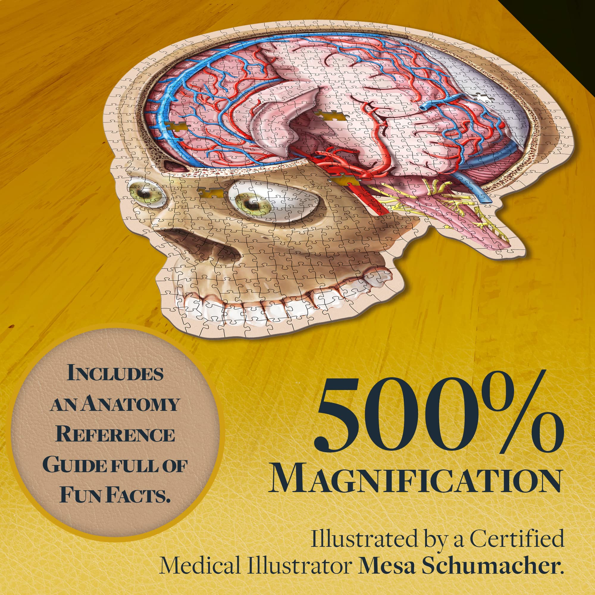 Genius Games educational brain model for teachers helps explain anatomy.