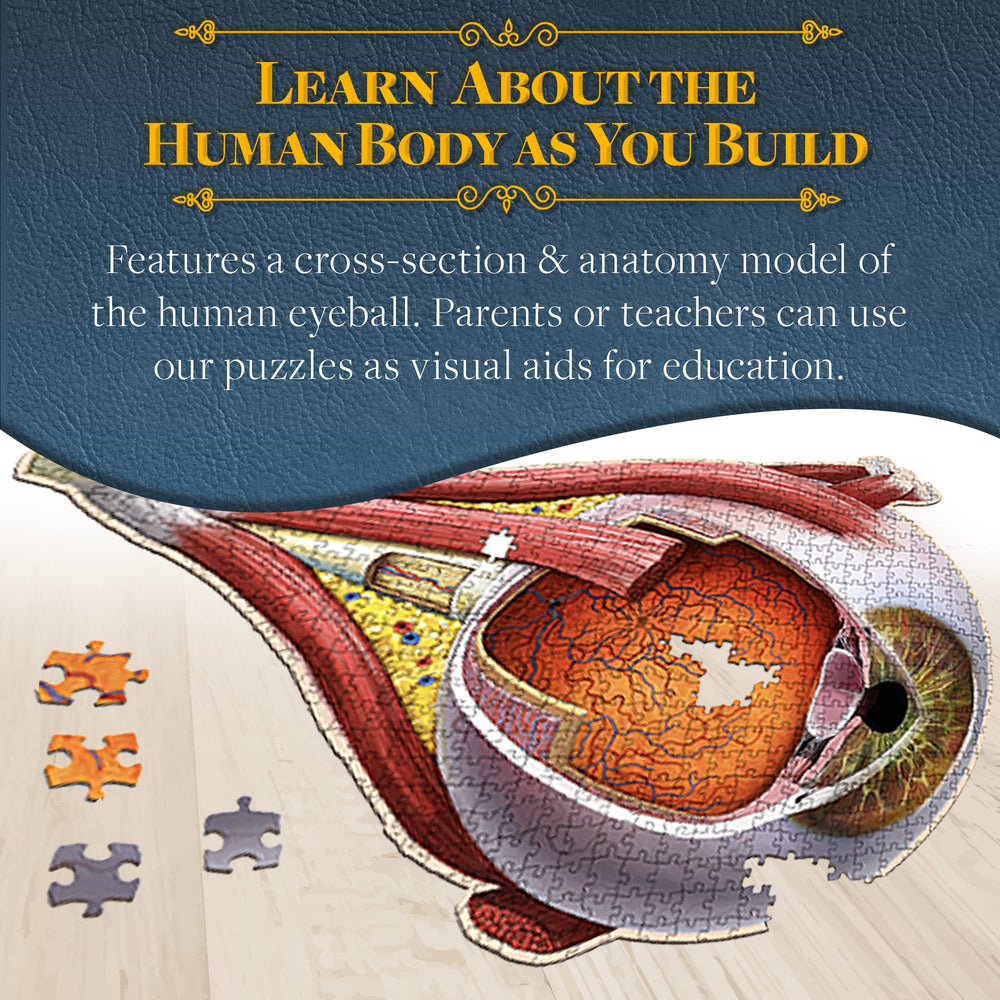 Genius Games eye model assembled for teaching and group study