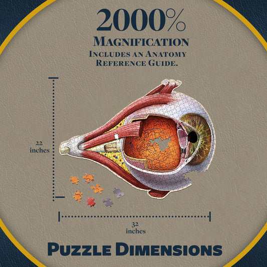 Genius Games eye structure components close-up, ideal for classroom demonstrations